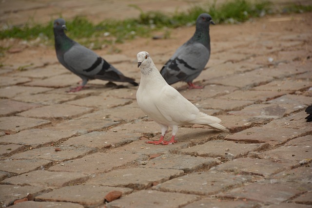 bird, white, piegon, nature, animal, feather, creature, wing, posser, shoot, piegon, piegon, piegon, piegon, piegon